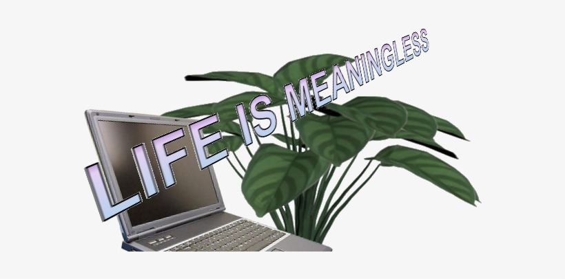 Image, Video And Soundtrack Of A Plant O Production - Calathea Zebrina, transparent png #2070881