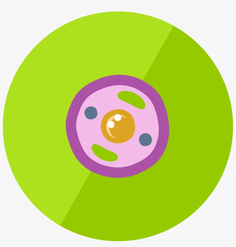 Lesson Icon - Animal Cell Icon Png, transparent png #2072062