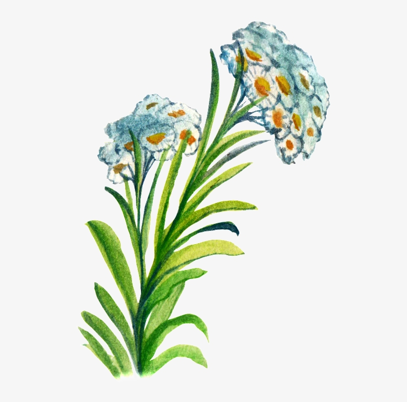 Hand-painted Flower Cartoon Transparent Watercolor - 日系 素材 水彩 Png, transparent png #2072168