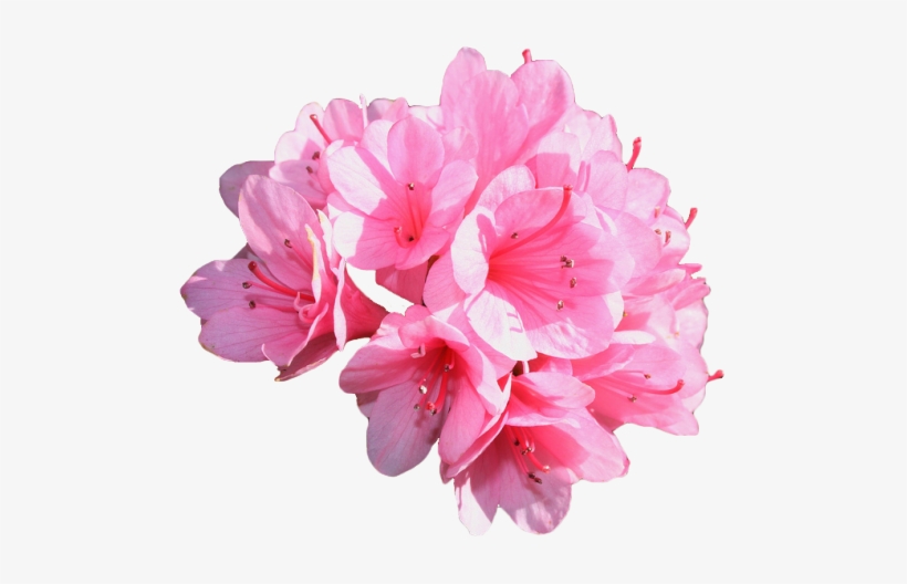 Azalea Kirin Azalea Transparent Free Transparent Png Download Pngkey