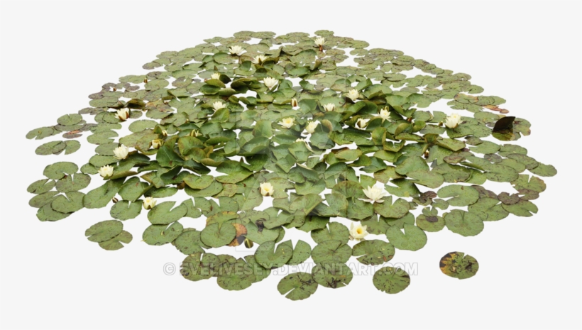 Acuáticas Waterlily Pond Png By Evelivesey - Water Plants Png, transparent png #2074905