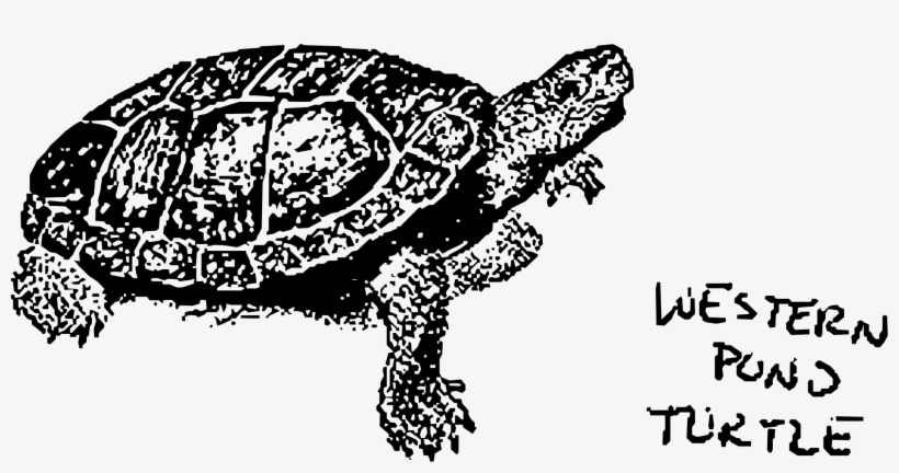 This Free Icons Png Design Of Western Pond Turtle, transparent png #2075050