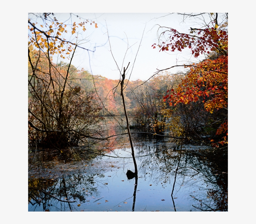 Barney's Pond, transparent png #2075453