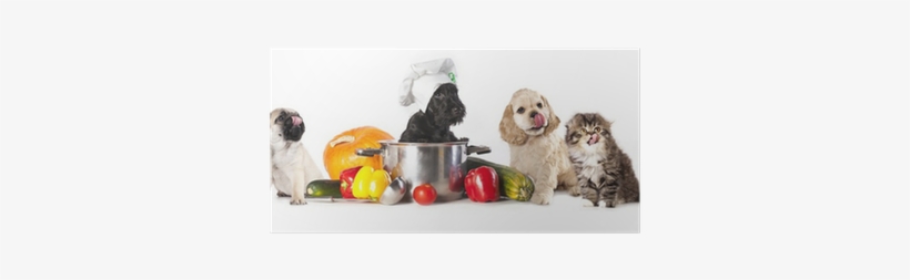 Poster: Lilun's Dog In Chef's Hat, 61x41cm., transparent png #2076566
