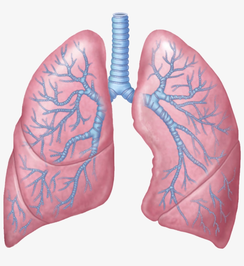 Lungs Free Png Image - Lungs Png, transparent png #2084826