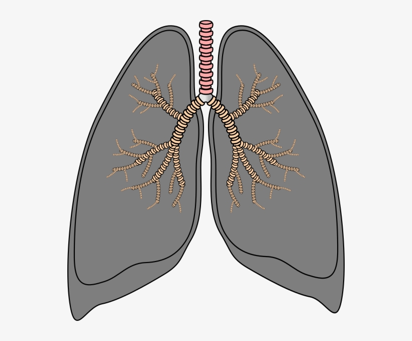 Lungs Clipart Svg - Smoker Lungs Clip Art, transparent png #2085019