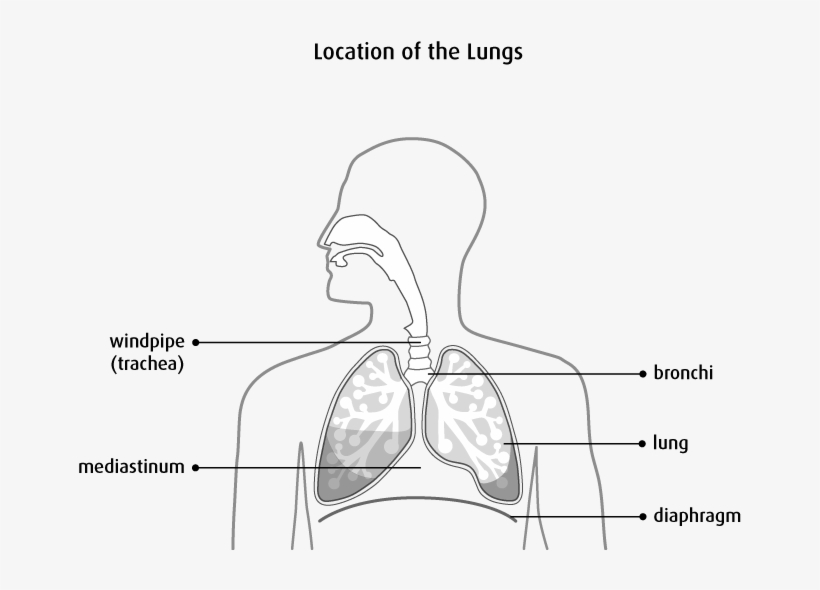 Cells In The Lung Sometimes Change And No Longer Grow - Lung, transparent png #2085037