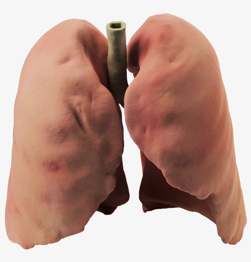 T Lt - Real Lungs Png, transparent png #2085092