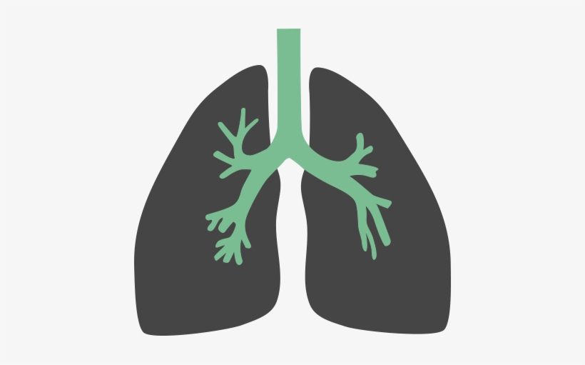 Illustration Of Bronchus And Lungs - Lungs Flat Icon Png, transparent png #2085221