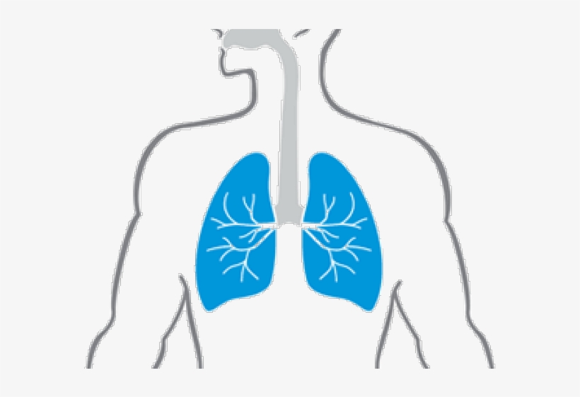 Lungs Png Transparent Images - Cartoon Lungs In Body - Free Transparent PNG  Download - PNGkey
