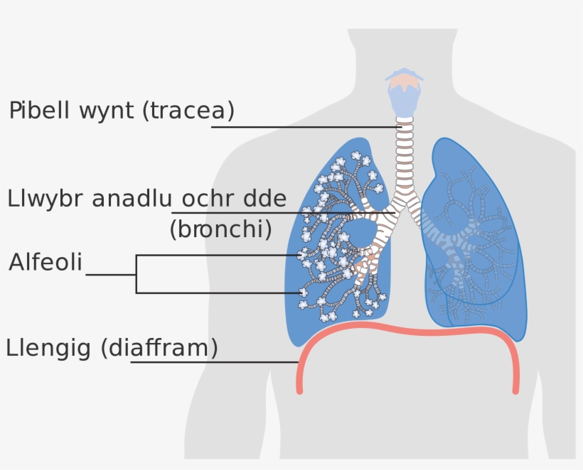 Open - Alveolus Lung Png, transparent png #2085278