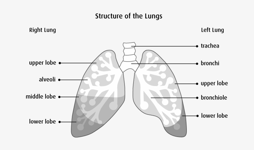 Causes - Structure Of The Lungs Diagram, transparent png #2085337