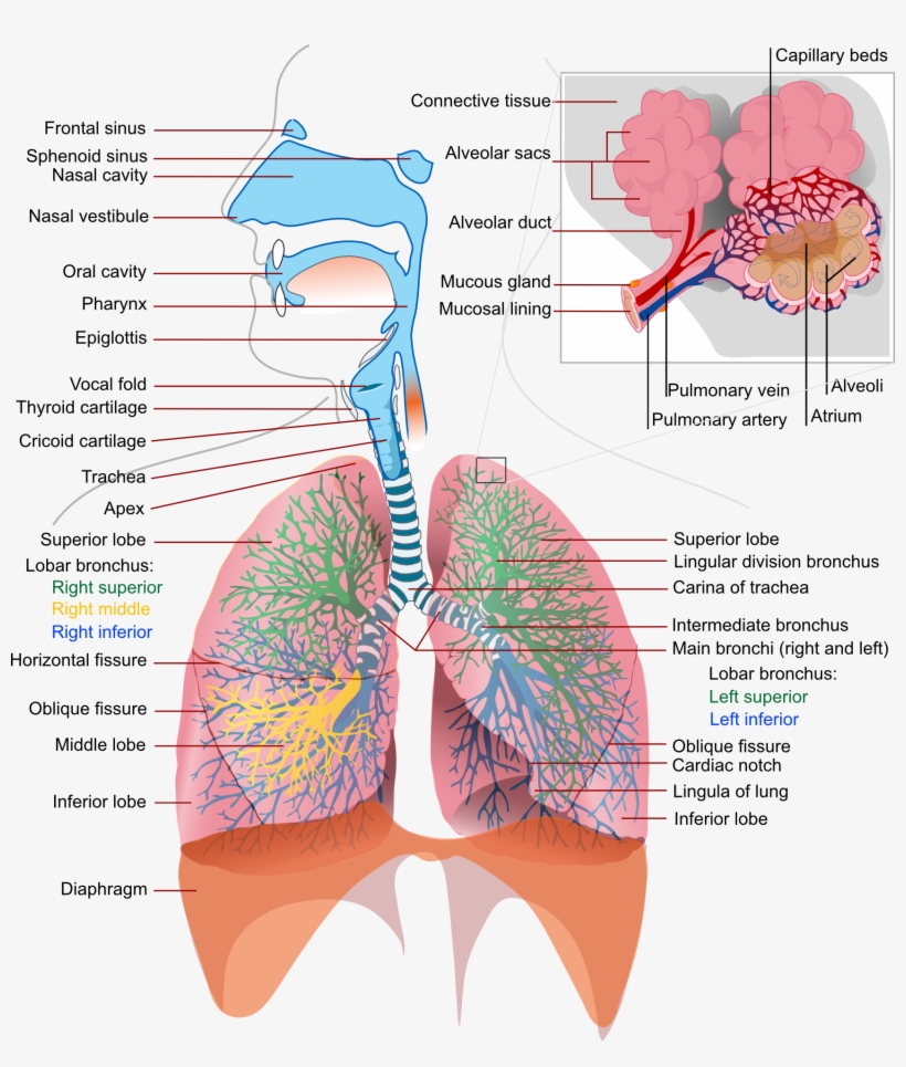 Diagram Of The Lungs - Elements Of Respiratory System, transparent png #2085508