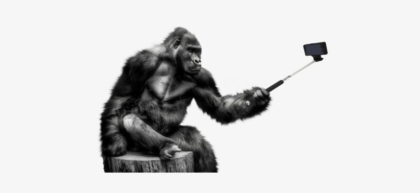 Gorilla Selfie Png Transparent Image - Gorilla Png, transparent png #2085561