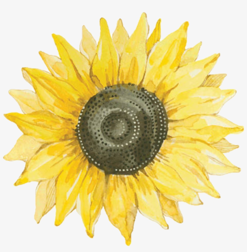 Sunflower Flower Nature Summer Png Stickers Yellow, transparent png #2086240