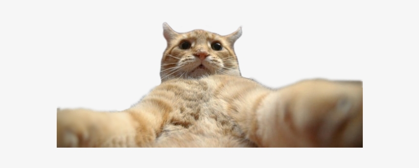 Animal Selfies, transparent png #2086272