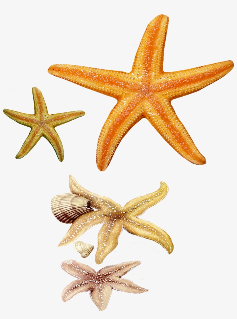Star Fish Png Images - Fish Star Png, transparent png #2088230