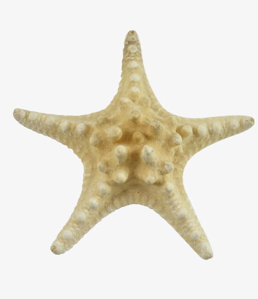 Starfish, transparent png #2088418