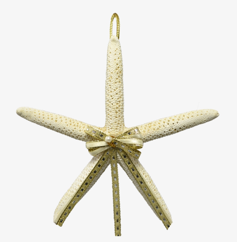 White Starfish Png Download - White Finger Starfish Christmas Holidays Ornament 4-5", transparent png #2088591