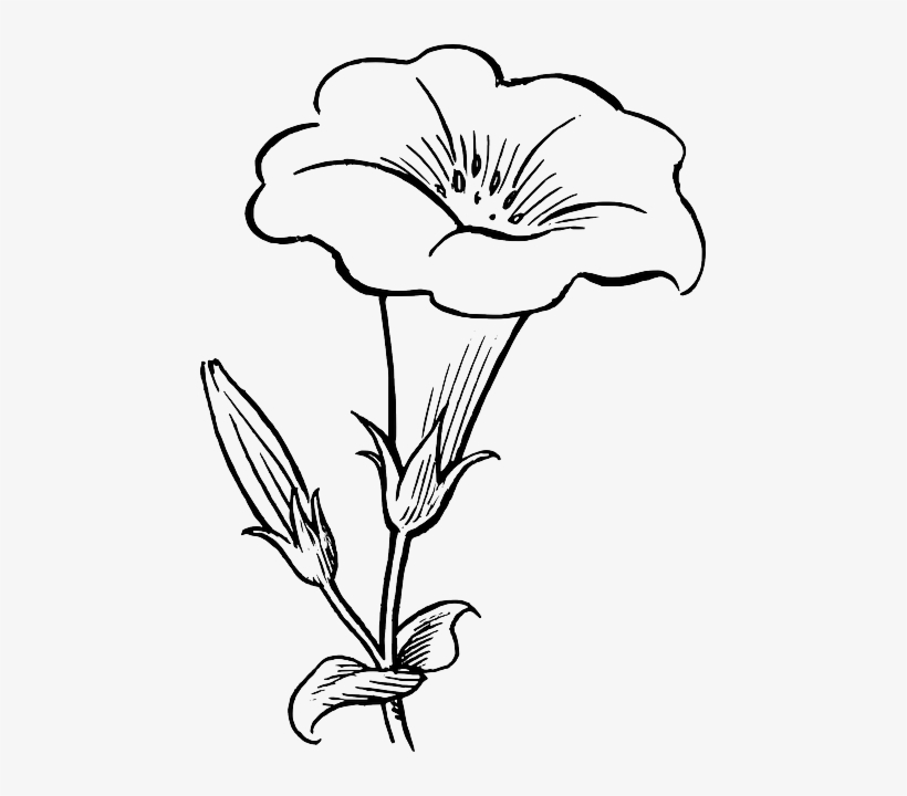 Black, Outline, Drawing, Flower, White, Flowers, Free - Flower Clipart Black And White, transparent png #2088635