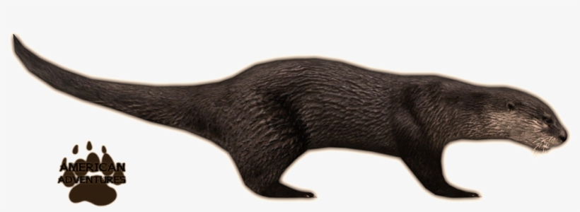 North American River Otter - Otter, transparent png #210360