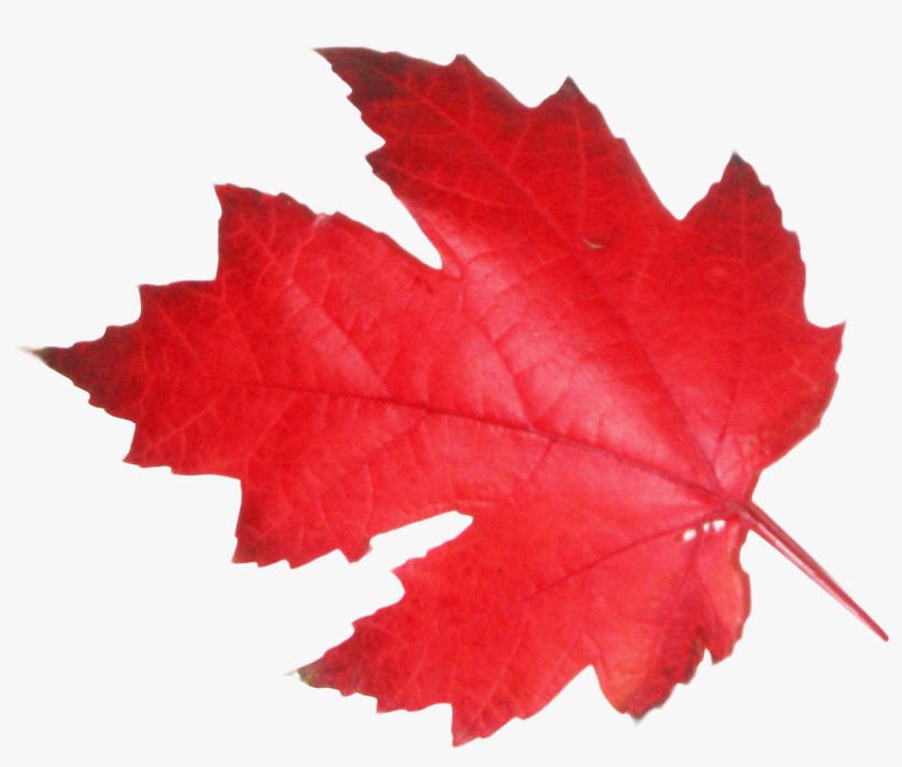 Maple Leaf Png Transparent Image - Transparent Canadian Maple Leaf, transparent png #210372
