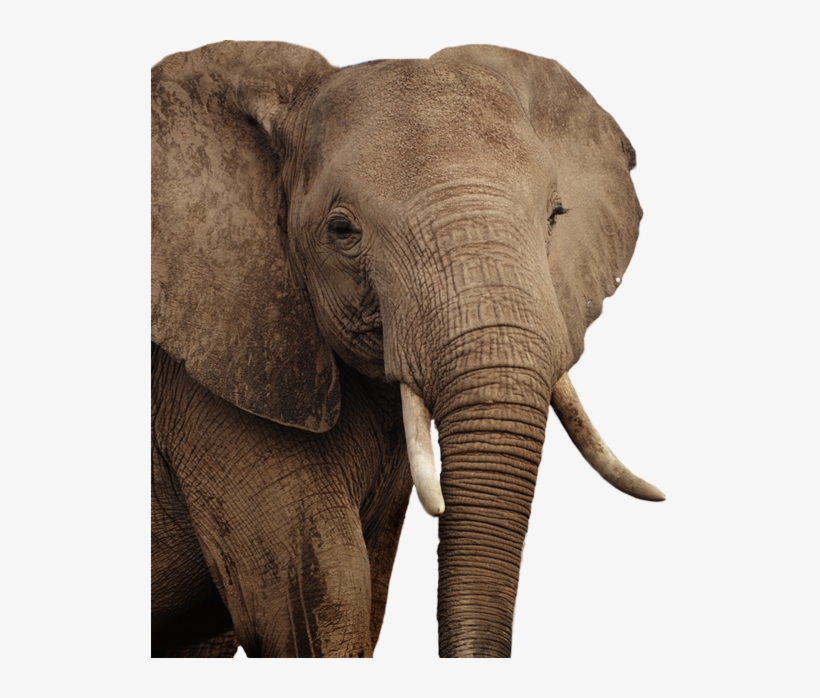 African Elephant Png - Asian Elephant, transparent png #210538