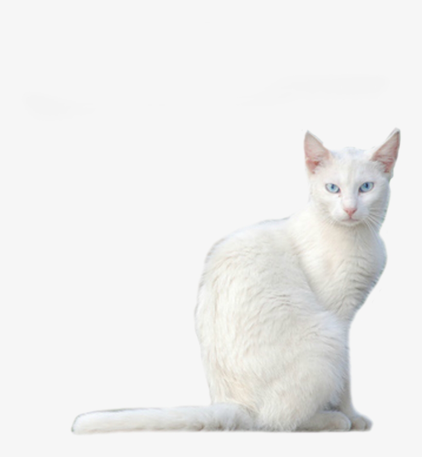White Cat - Cat, transparent png #210728