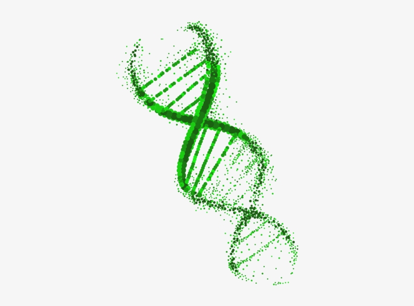 Scottish Dna Replication Network - Dna, transparent png #211090