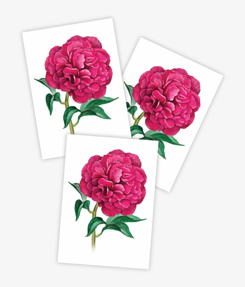 Peony, transparent png #211140