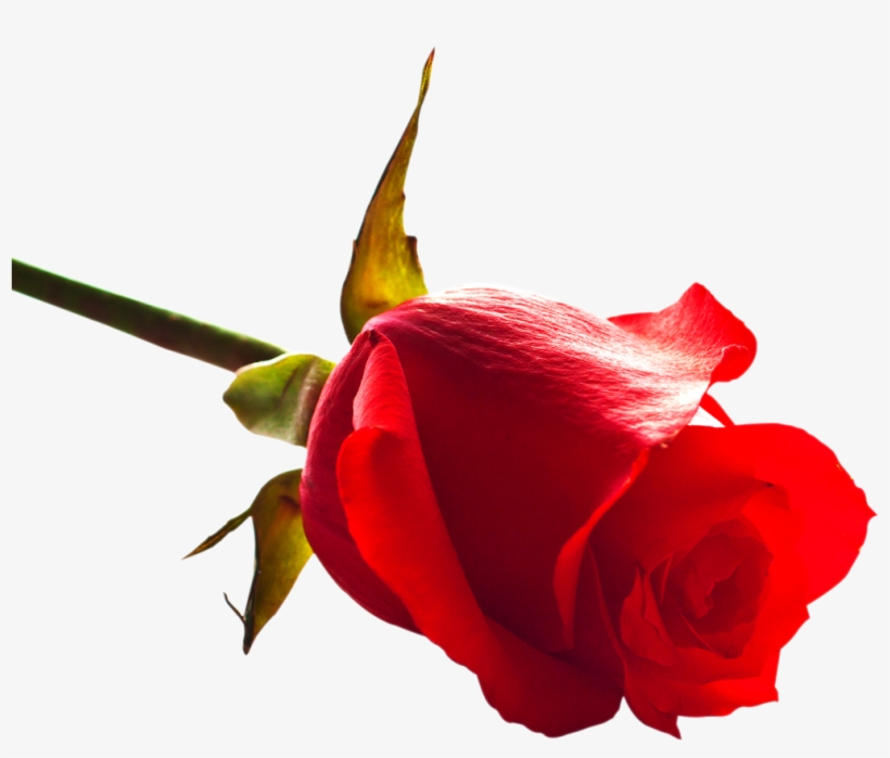Free Rose Png Image - Download Rose Image Now, transparent png #211288