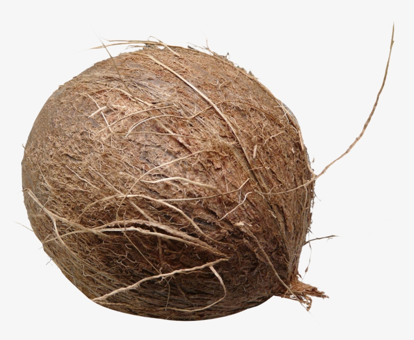 Coconut Png Picture - Coconut Png, transparent png #212191