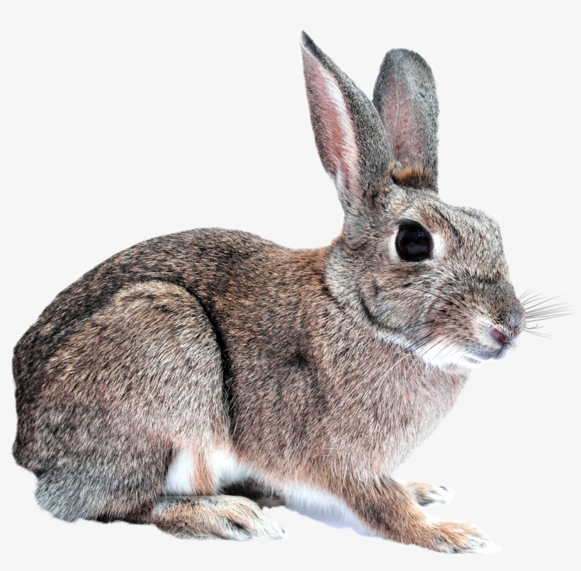 Bunny Rabbit Png Transparent Image - Rabbit Png, transparent png #212292