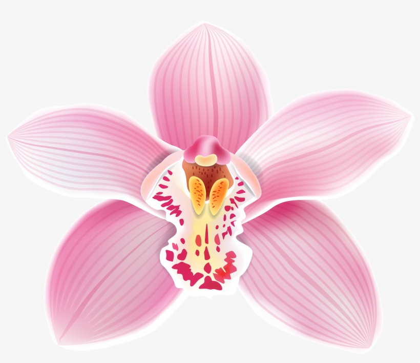 Поиск В Google - Orchids Flowers Clip Art, transparent png #212295