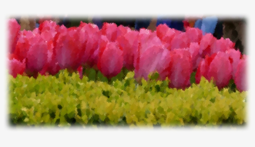 17 Jan - Grass, transparent png #212317