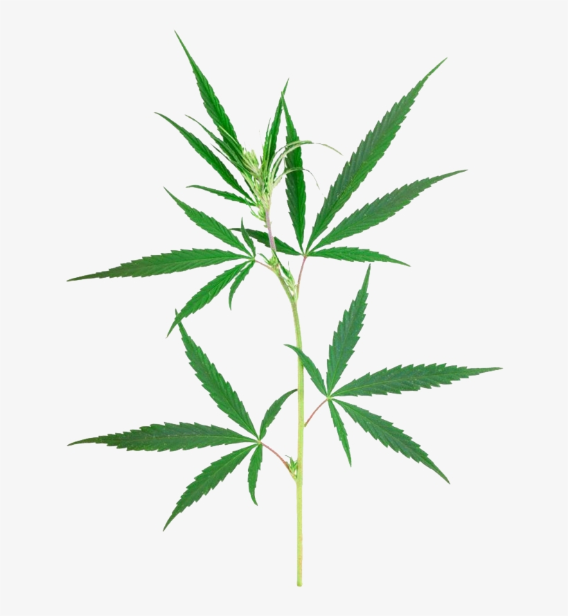 Dibujo De Planta De Mariguana, transparent png #212343