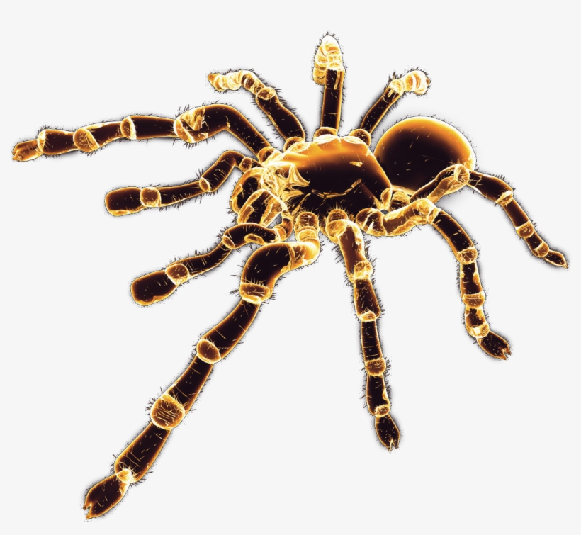 Spider, transparent png #212519