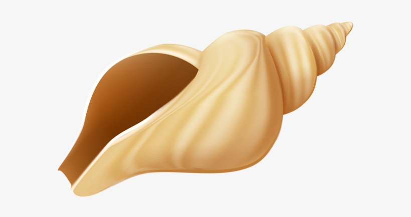 Image Transparent Library Images Free Download - Clipart Pictures Of Sea Shells, transparent png #212602