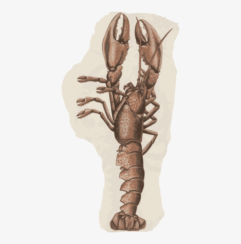 Crab Lobster Shellfish Seafood Caridean Shrimp - Lobster, transparent png #212647