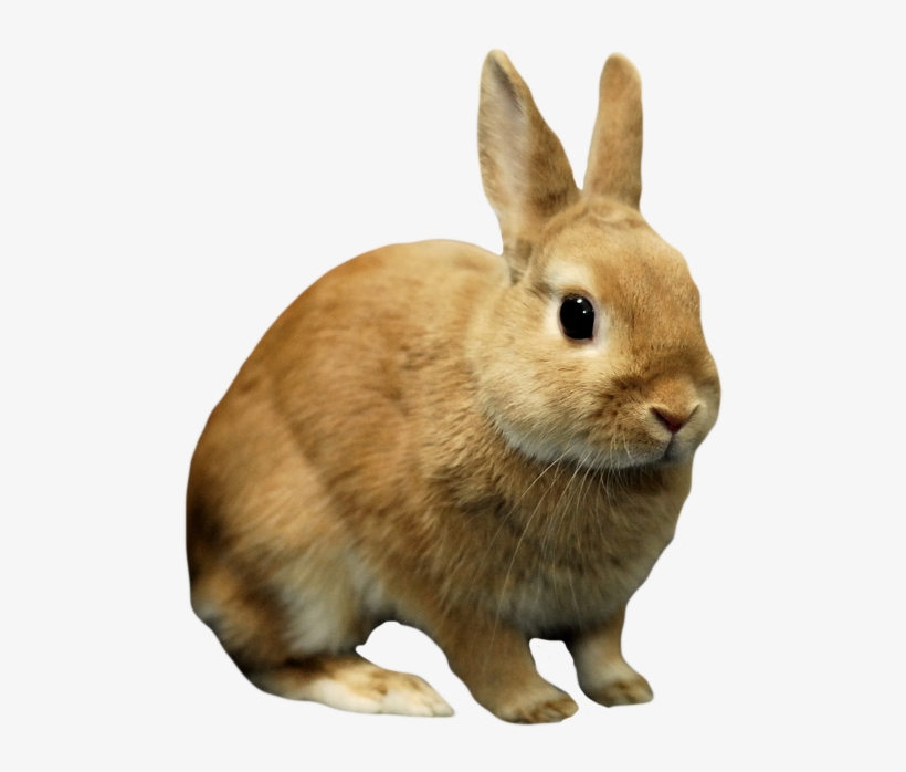 Rabbit Bunny Png Image Background - Bunny Transparent, transparent png #212939