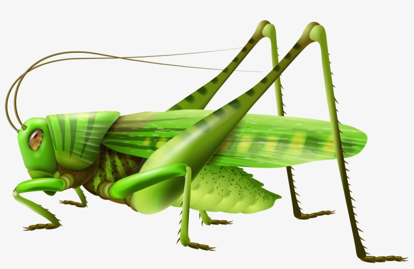 Top 77 Grasshopper Clip Art - Grasshopper Png, transparent png #213183