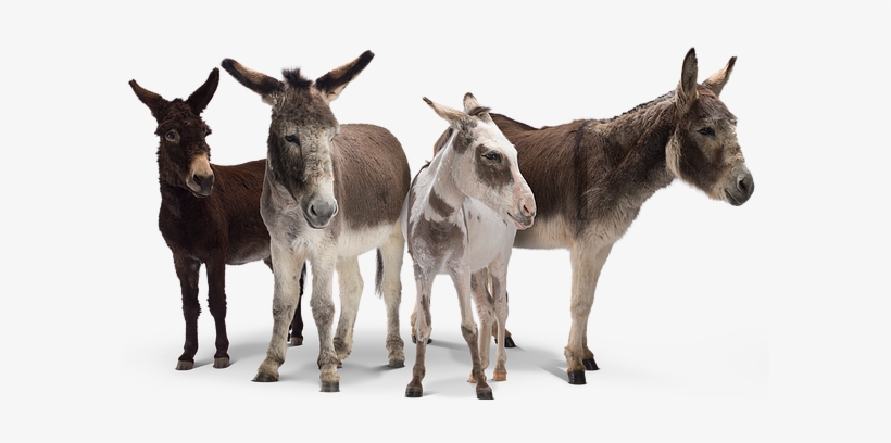 News Items - Donkey, transparent png #213665