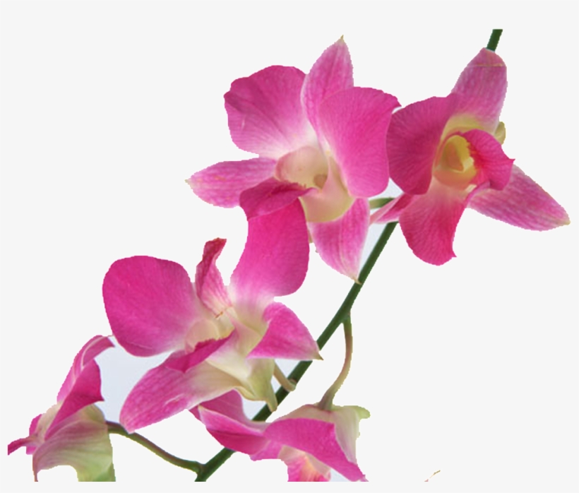 Hand-painted Material For Pink Flowers - Floral Emblem, transparent png #213689