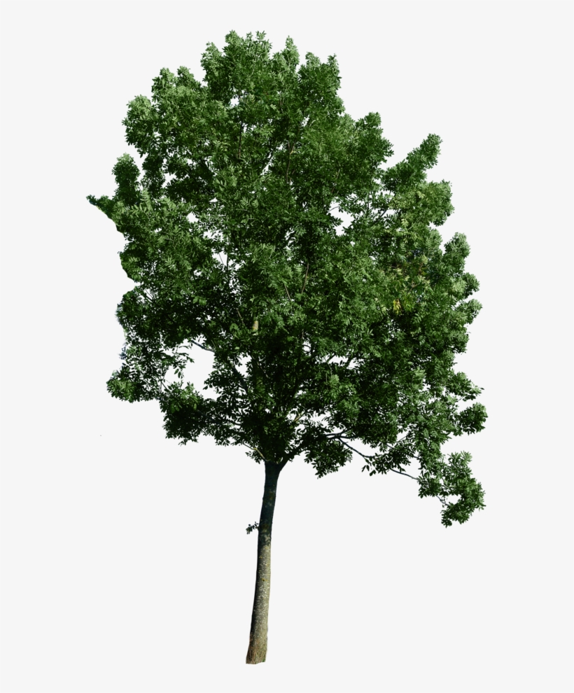 Tree - Trees Png, transparent png #213890