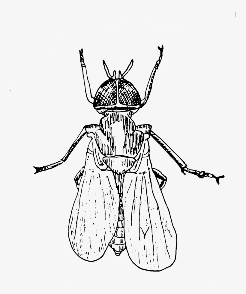 Fly On The Wall - Fly On The Wall Png, transparent png #214669