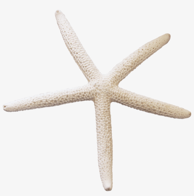 Starfish Png - Portable Network Graphics, transparent png #214910