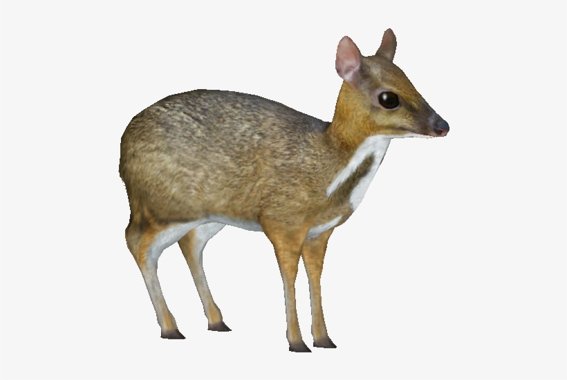 Lesser Mouse-deer - Mouse Deer Png, transparent png #214929