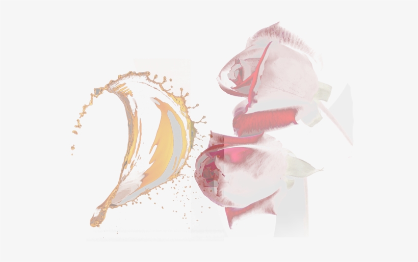 Honey - Rose - - Illustration, transparent png #215095