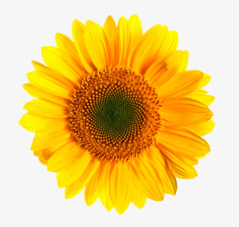 Sunflower Png Images Transparent Background Vector - Transparent Background Sunflower Png, transparent png #215248