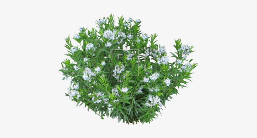 Parent Category - White Flowering Shrub Png, transparent png #215462
